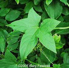 Attēlu rezultāti vaicājumam “Echinocystis lobata”