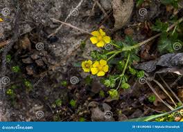 Attēlu rezultāti vaicājumam “Potentilla arenaria flower”