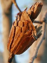 Attēlu rezultāti vaicājumam “Liriodendron tulipifera fruit”