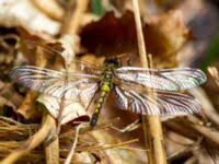 Attēlu rezultāti vaicājumam “Leucorrhinia rubicunda”