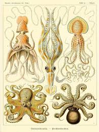 Image result for ernst haeckel
