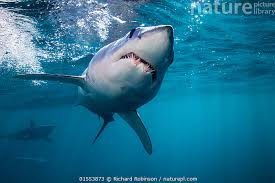 Image result for Isurus oxyrinchus