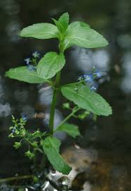Attēlu rezultāti vaicājumam “Veronica beccabunga leaf”