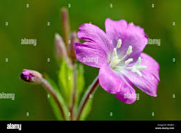 Attēlu rezultāti vaicājumam “Epilobium hirsutum flower”