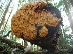 Attēlu rezultāti vaicājumam “Pycnoporellus fulgens”