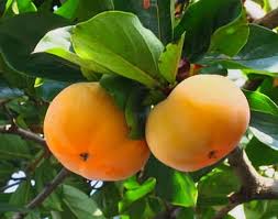 「柿の木利江」の画像検索結果