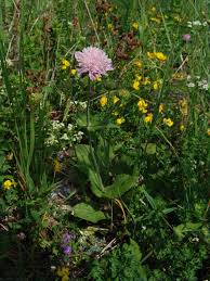 Image result for Knautia dipsacifolia