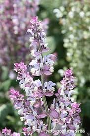 Image result for Salvia sclarea