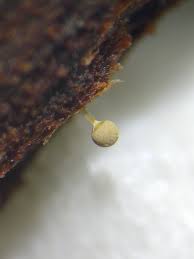 Attēlu rezultāti vaicājumam “Arcyria globosa stalked”