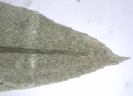 Attēlu rezultāti vaicājumam “Pohlia cruda”