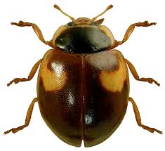 Attēlu rezultāti vaicājumam “Adalia decempunctata”