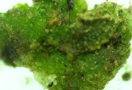 Attēlu rezultāti vaicājumam “Riccia bifurca”