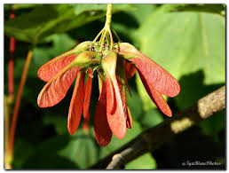Attēlu rezultāti vaicājumam “Acer pseudoplatanus fruit”