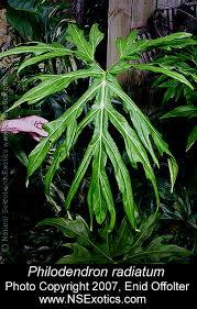 Attēlu rezultāti vaicājumam “Diderma radiatum young”