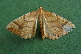 Attēlu rezultāti vaicājumam “Eulithis mellinata”