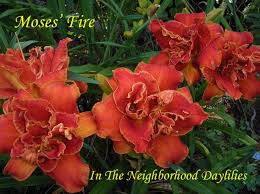 Image result for Hemerocallis `Moses Fire`