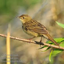 Image result for Locustella naevia