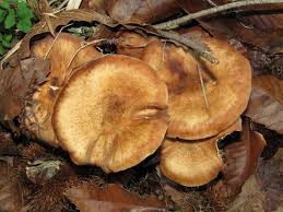 Attēlu rezultāti vaicājumam “Armillaria sp.”