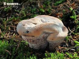 Attēlu rezultāti vaicājumam “Hydnellum ferrugineum”