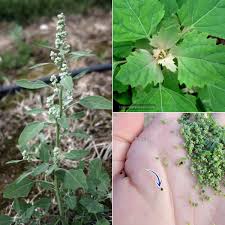 Attēlu rezultāti vaicājumam “Chenopodium album”