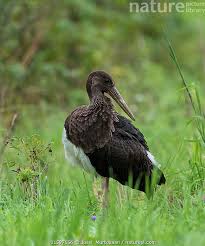 Attēlu rezultāti vaicājumam “Ciconia ciconia juvenile”