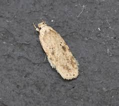 Attēlu rezultāti vaicājumam “Agonopterix aranella”