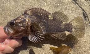 Image result for Sebastes