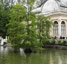 Attēlu rezultāti vaicājumam “Taxodium distichum”