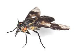 Attēlu rezultāti vaicājumam “Chrysops”