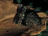 Attēlu rezultāti vaicājumam “Amphipyra pyramidea”