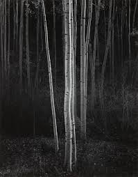 Image result for Ansel Adams Aspens New Mexico