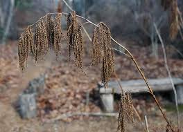 Image result for Aruncus dioicus