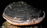 Attēlu rezultāti vaicājumam “Phellinus nigricans”