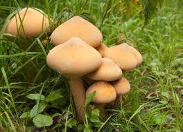 Attēlu rezultāti vaicājumam “Phaeolepiota aurea”