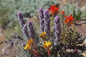 Attēlu rezultāti vaicājumam “Orobanchaceae”