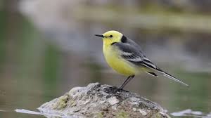 Attēlu rezultāti vaicājumam “Motacilla citreola male”