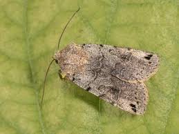 Attēlu rezultāti vaicājumam “Agrochola litura”