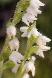 Attēlu rezultāti vaicājumam “Goodyera repens bud”