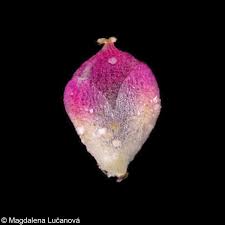 Attēlu rezultāti vaicājumam “Chenopodium rubrum”