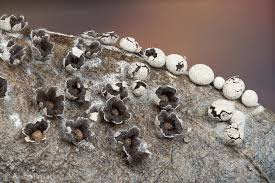 Attēlu rezultāti vaicājumam “Diderma rufostriatum”