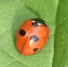 Attēlu rezultāti vaicājumam “Coccinella quinquepunctata”