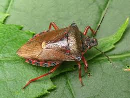 Attēlu rezultāti vaicājumam “Pinthaeus sanguinipes”