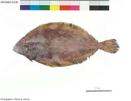 Image result for Glyptocephalus cynoglossus