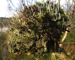 Attēlu rezultāti vaicājumam “Taphrina betulina”