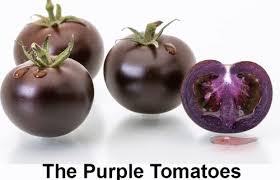 Afbeeldingsresultaat voor 1884 purple tomato