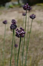 Attēlu rezultāti vaicājumam “Allium scorodoprasum flower”
