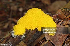 Attēlu rezultāti vaicājumam “myxomicetes”