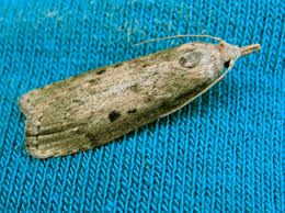 Attēlu rezultāti vaicājumam “Aphomia sociella female”