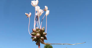 Attēlu rezultāti vaicājumam “Allium oleraceum bud”