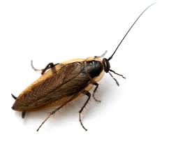 Attēlu rezultāti vaicājumam “Ectobius sylvestris female”